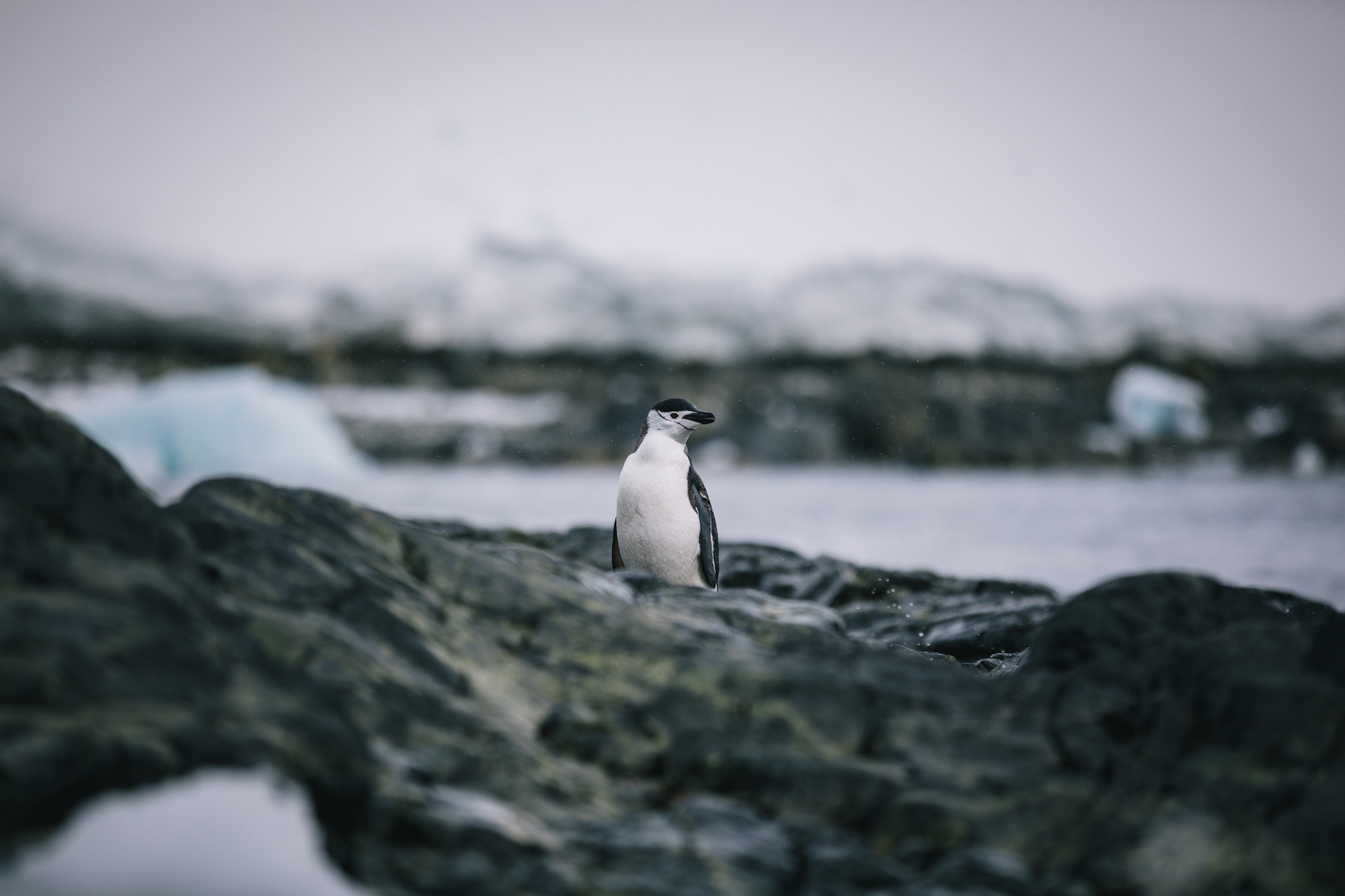 antarctica photos